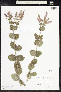 Mentha suaveolens image