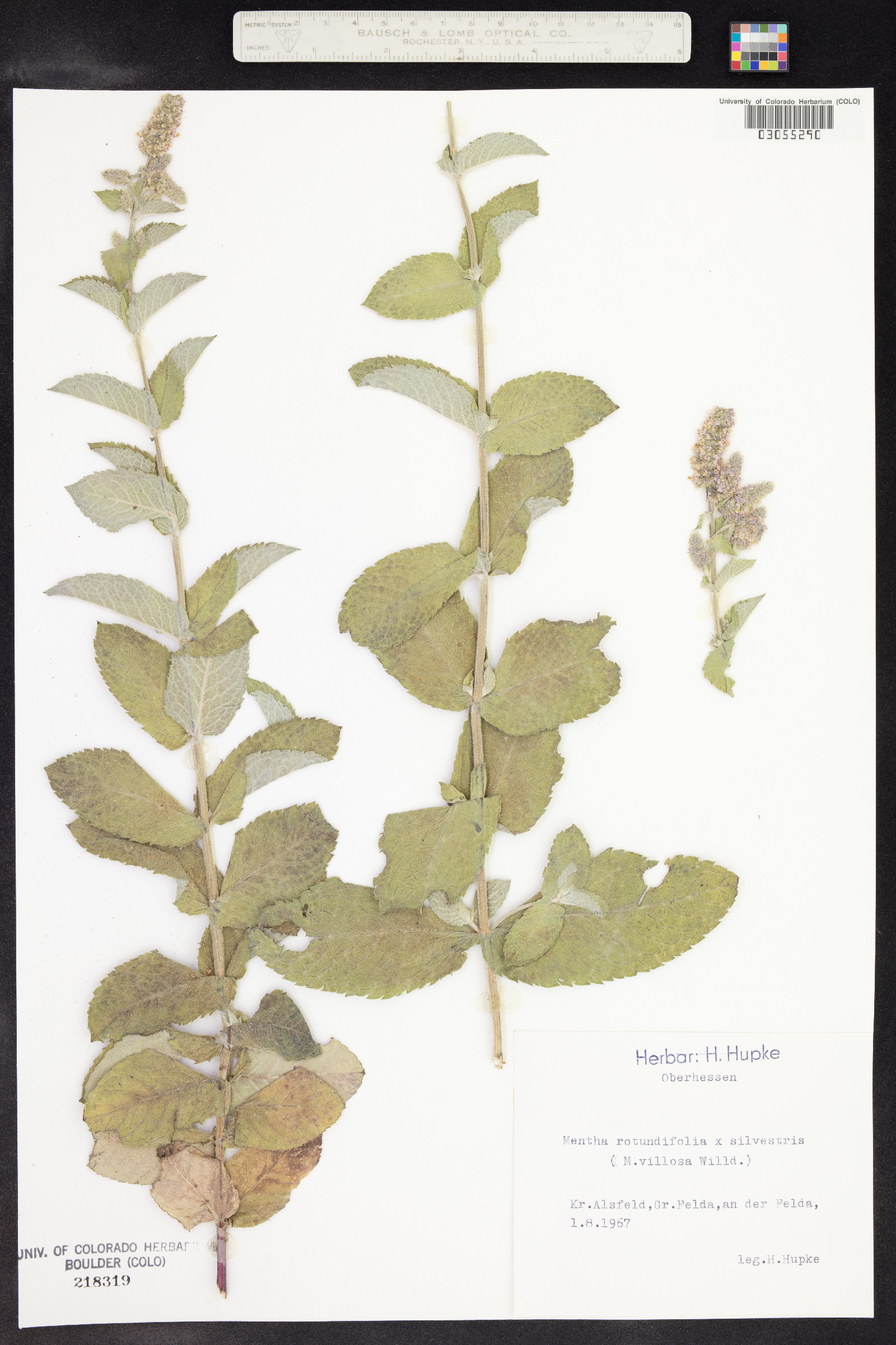 Mentha suaveolens image
