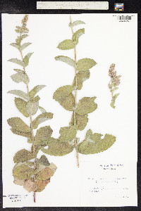 Mentha suaveolens image
