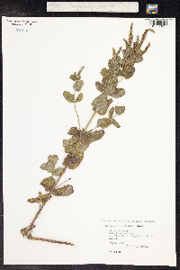 Mentha suaveolens image