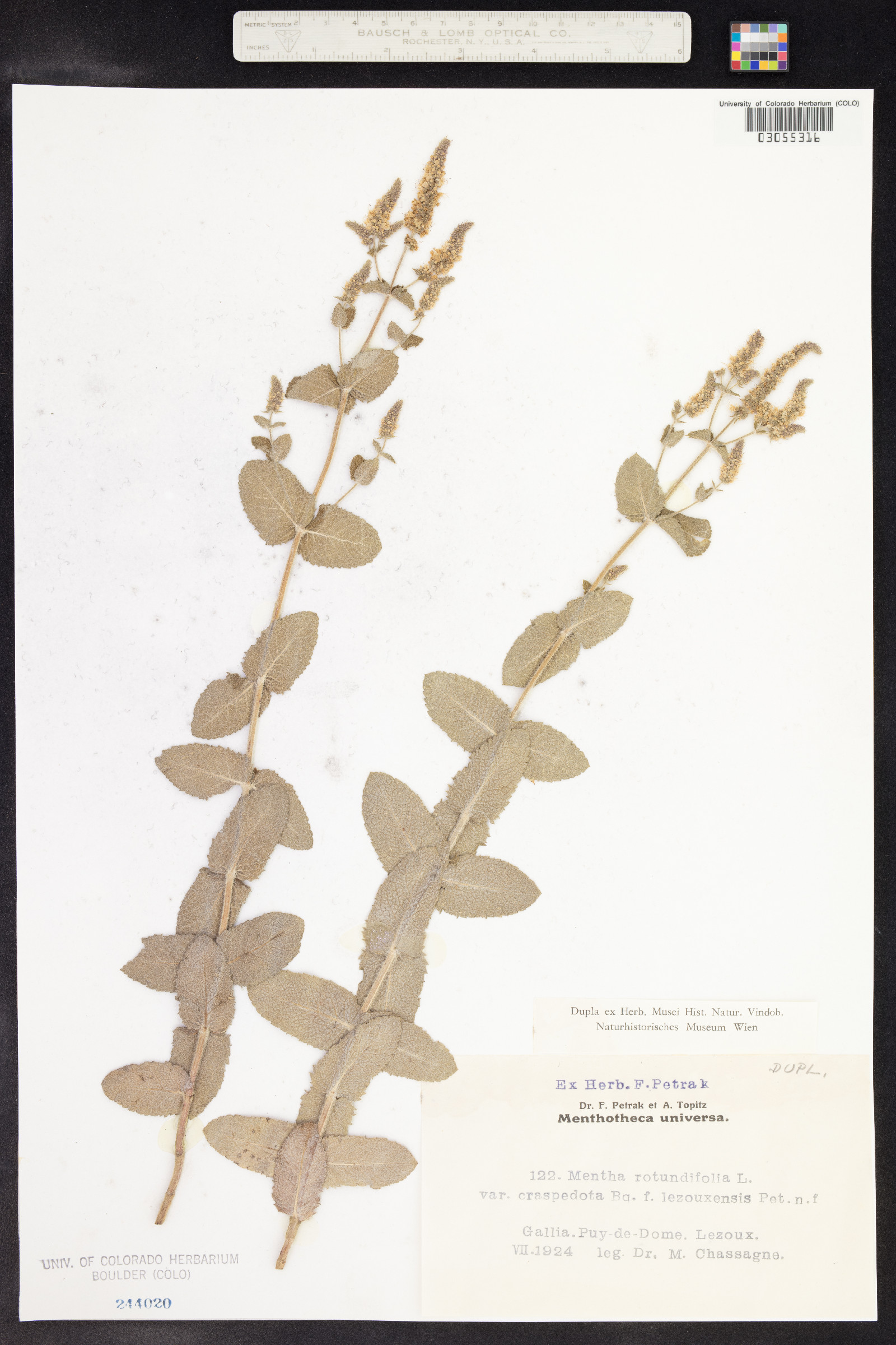 Mentha suaveolens image