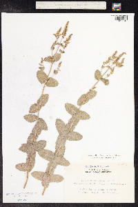 Mentha suaveolens image