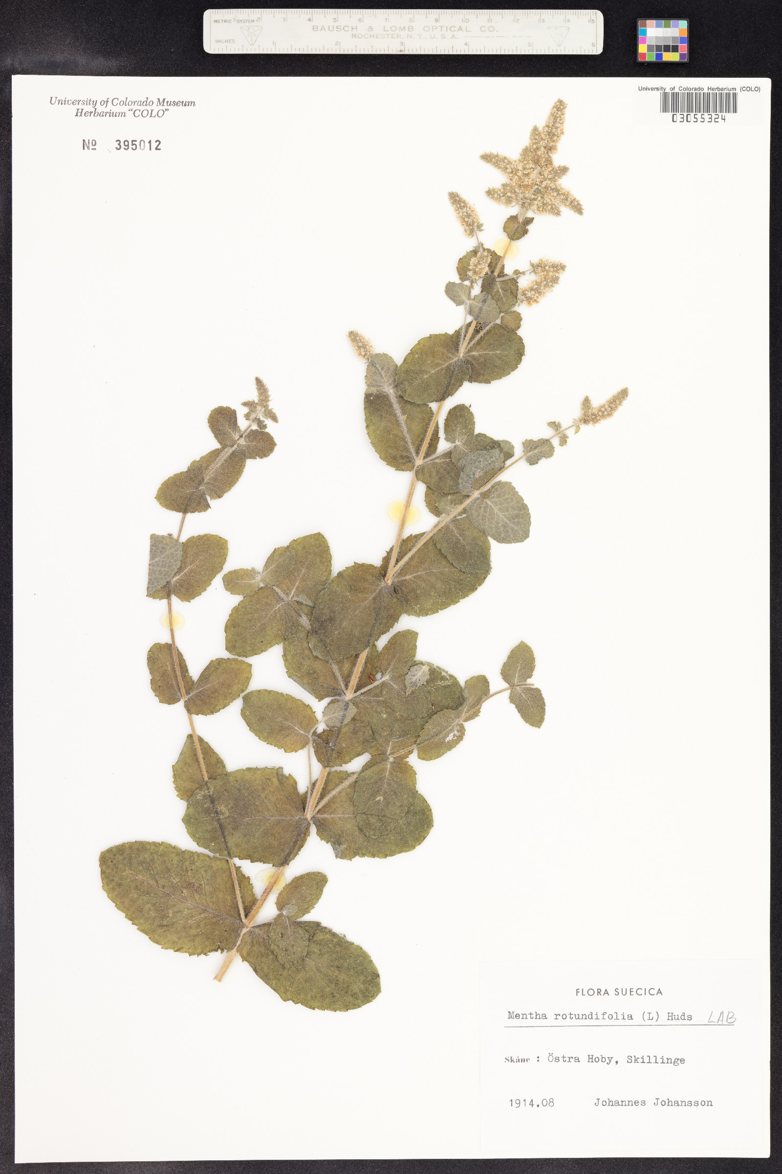 Mentha suaveolens image