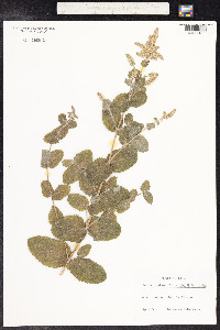 Mentha suaveolens image