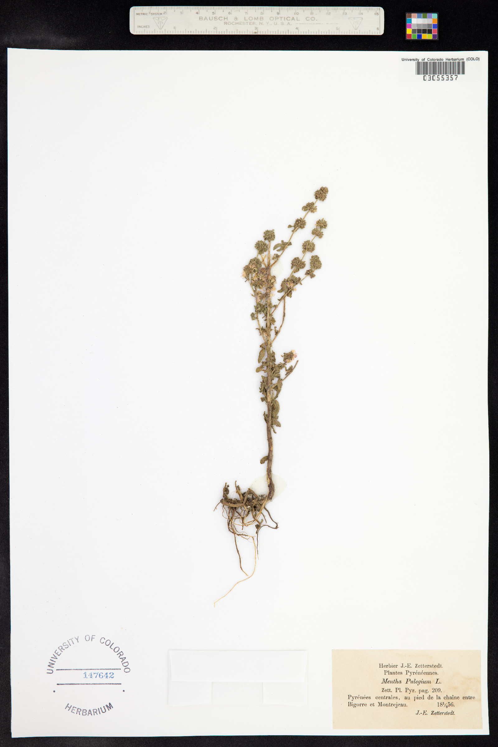Mentha pulegium image