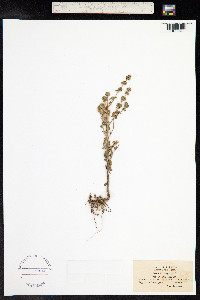 Mentha pulegium image