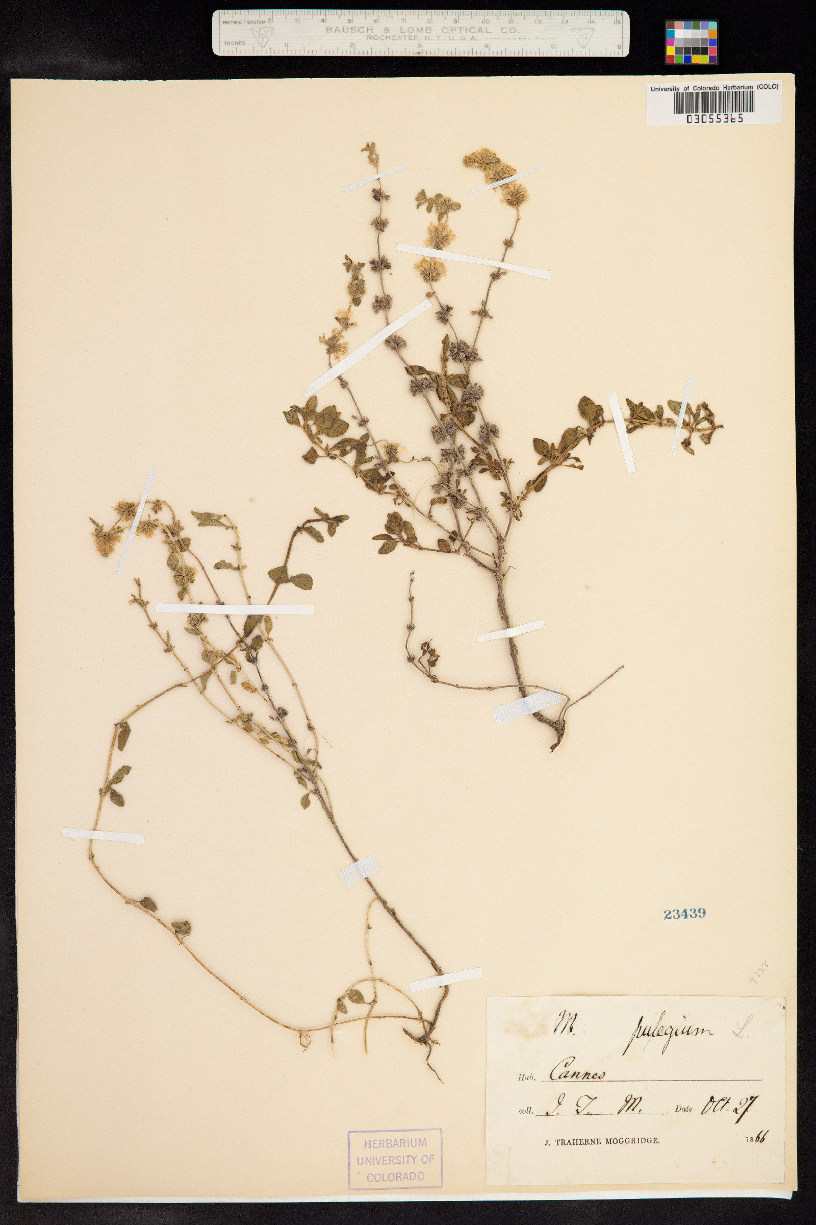 Mentha pulegium image