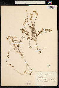 Mentha pulegium image