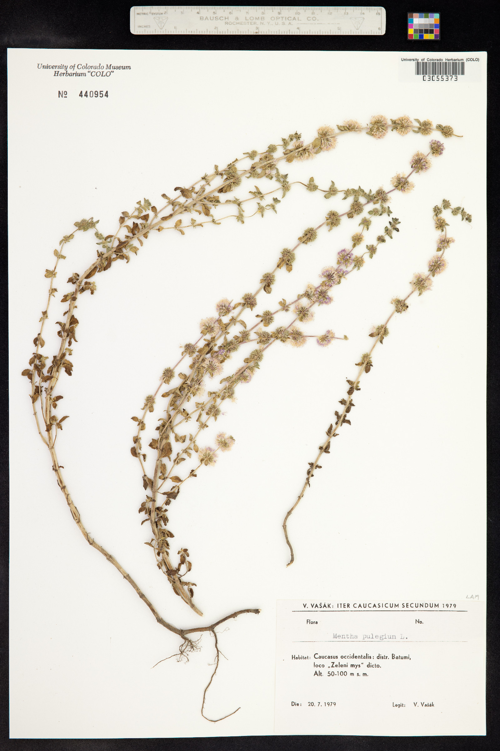 Mentha pulegium image