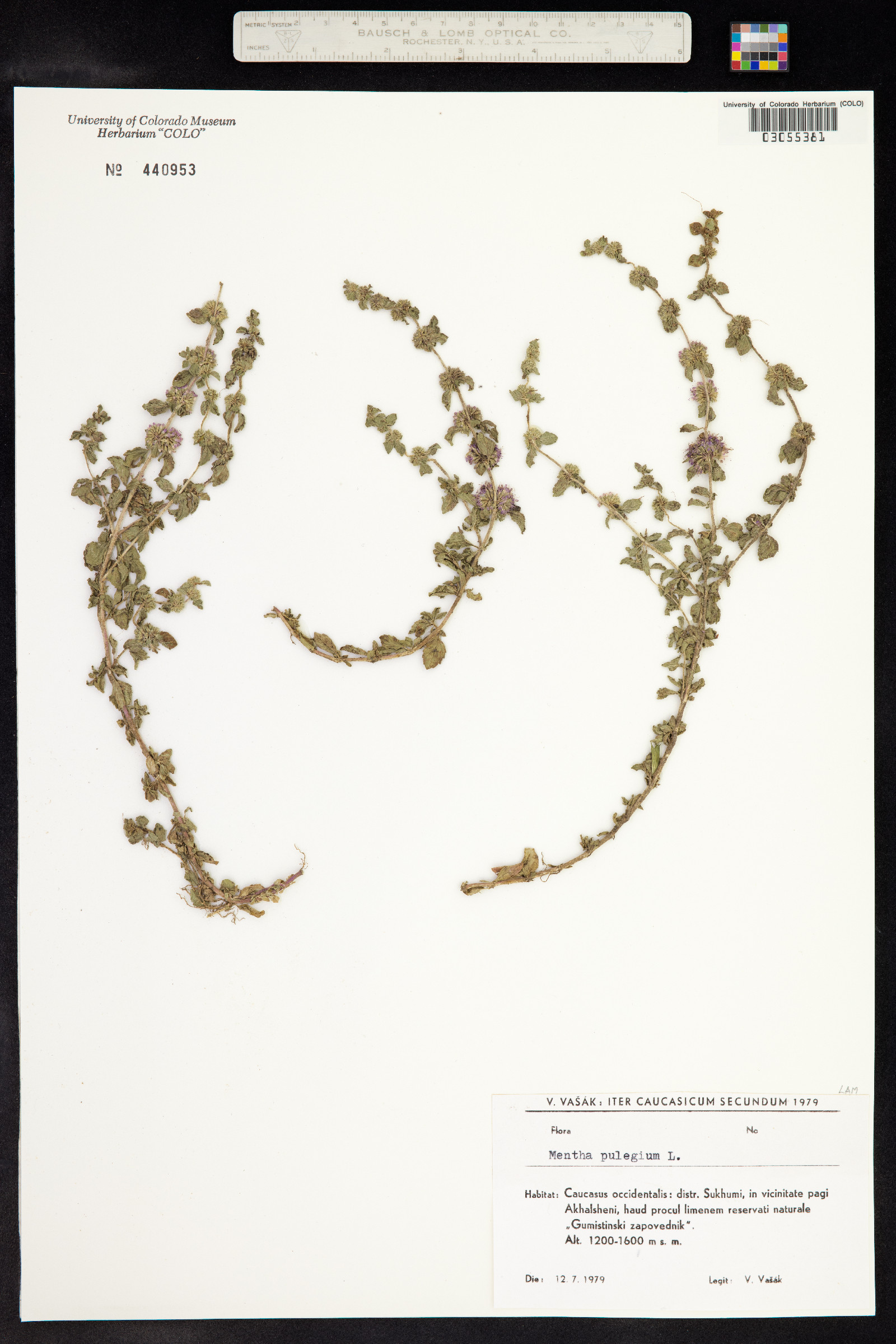 Mentha pulegium image