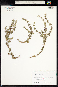 Mentha pulegium image