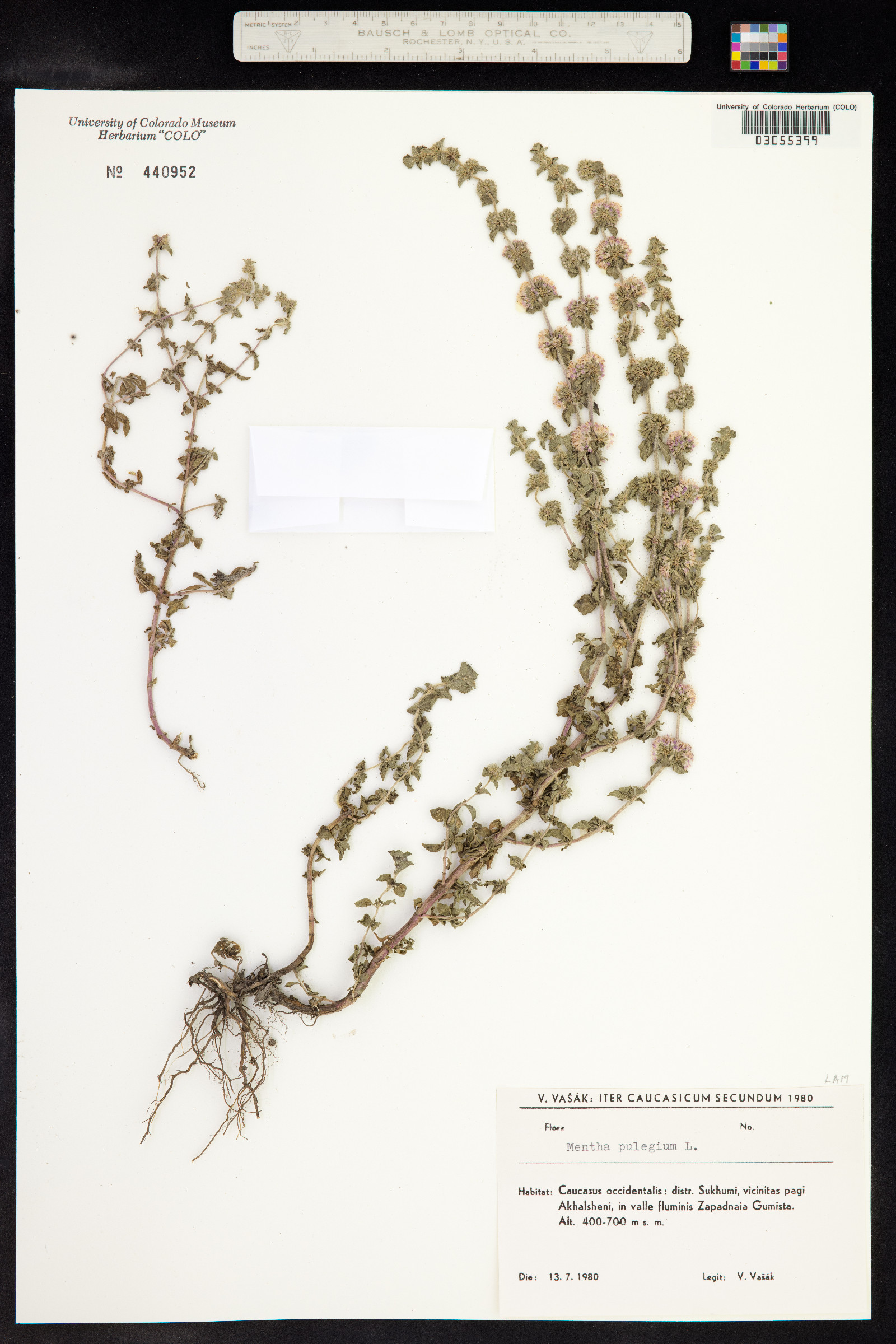Mentha pulegium image