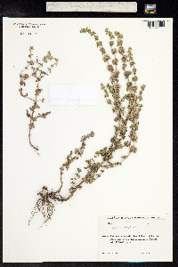 Mentha pulegium image