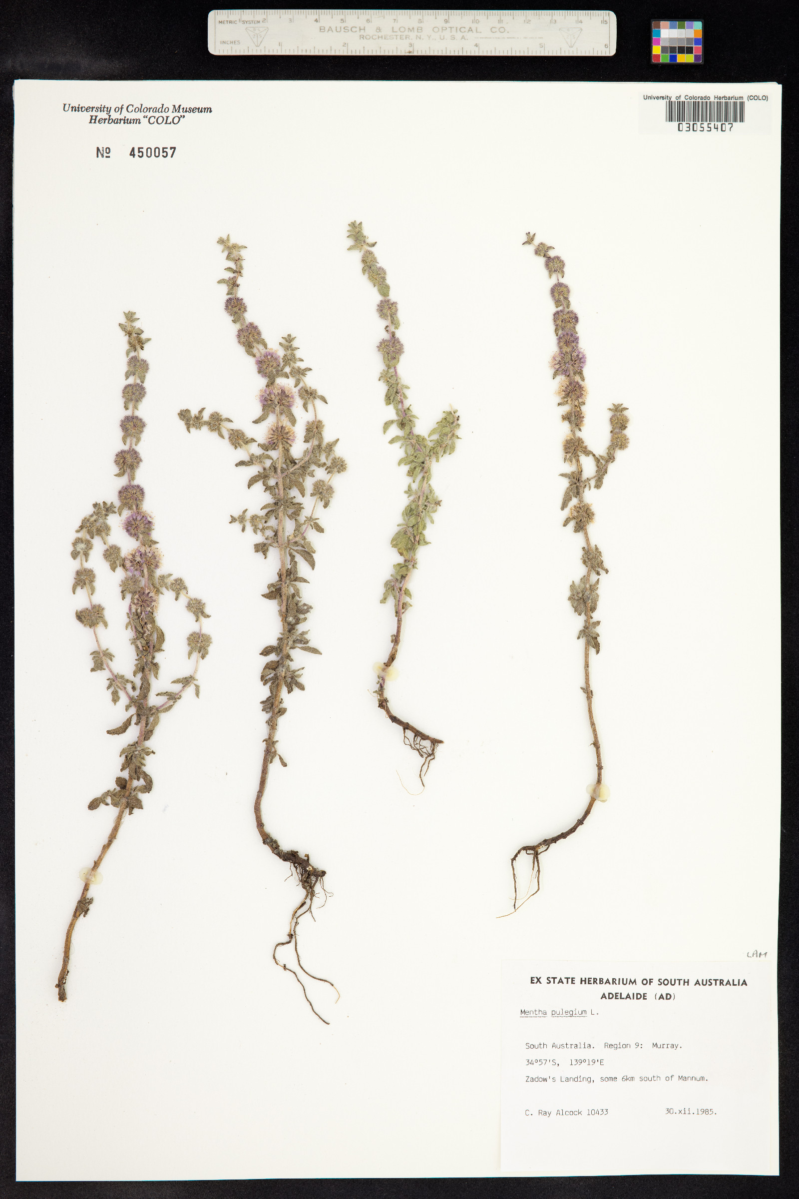 Mentha pulegium image