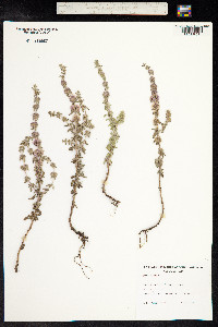 Mentha pulegium image