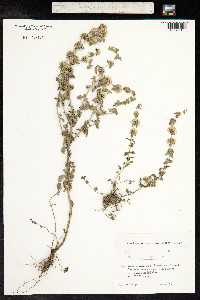 Mentha pulegium image