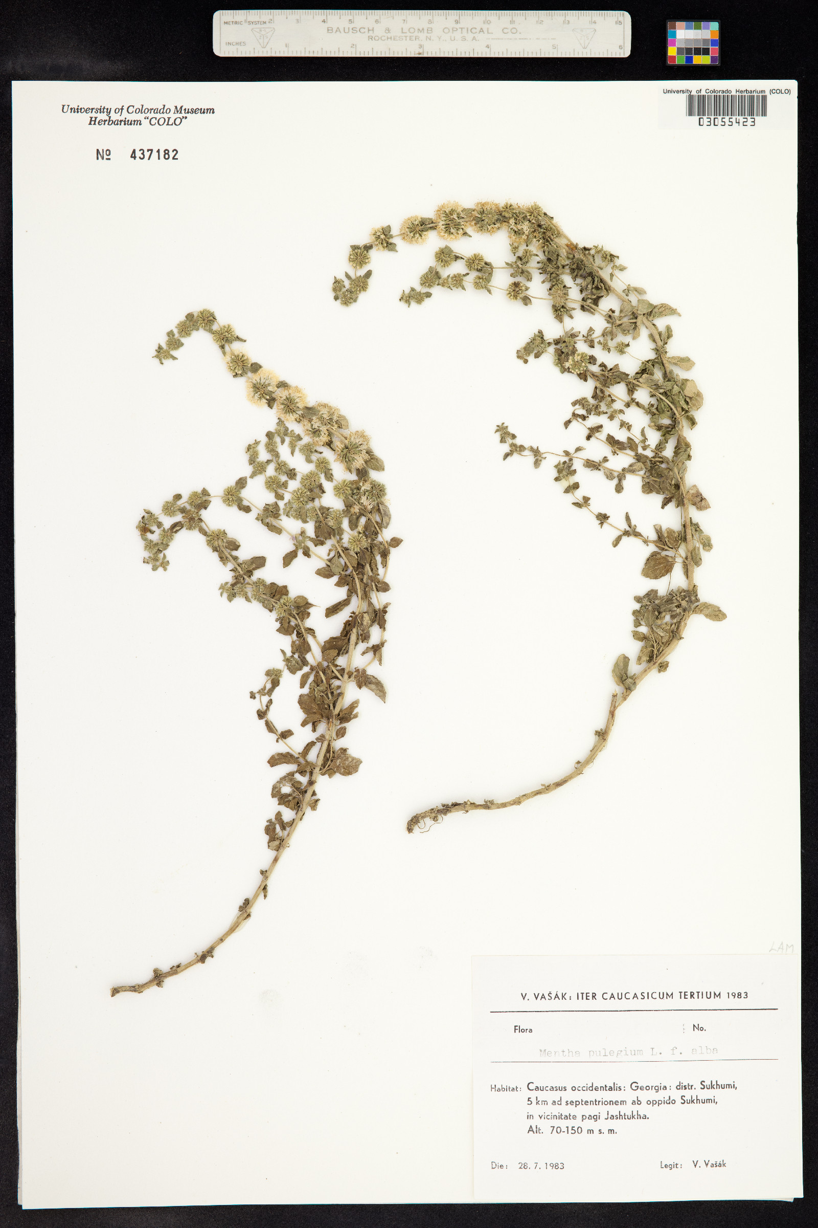 Lamiaceae image