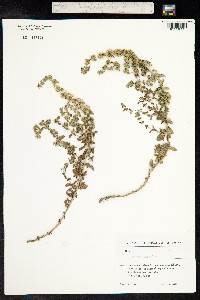 Mentha pulegium image