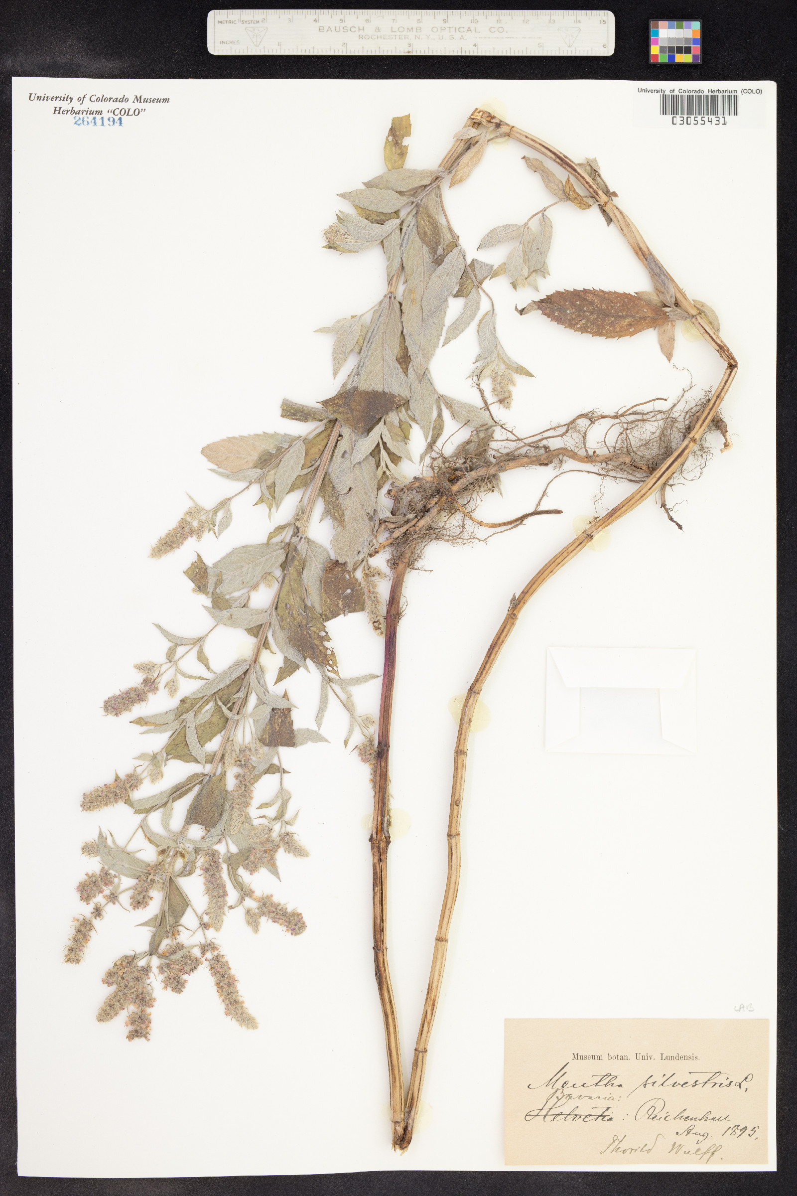Mentha spicata image