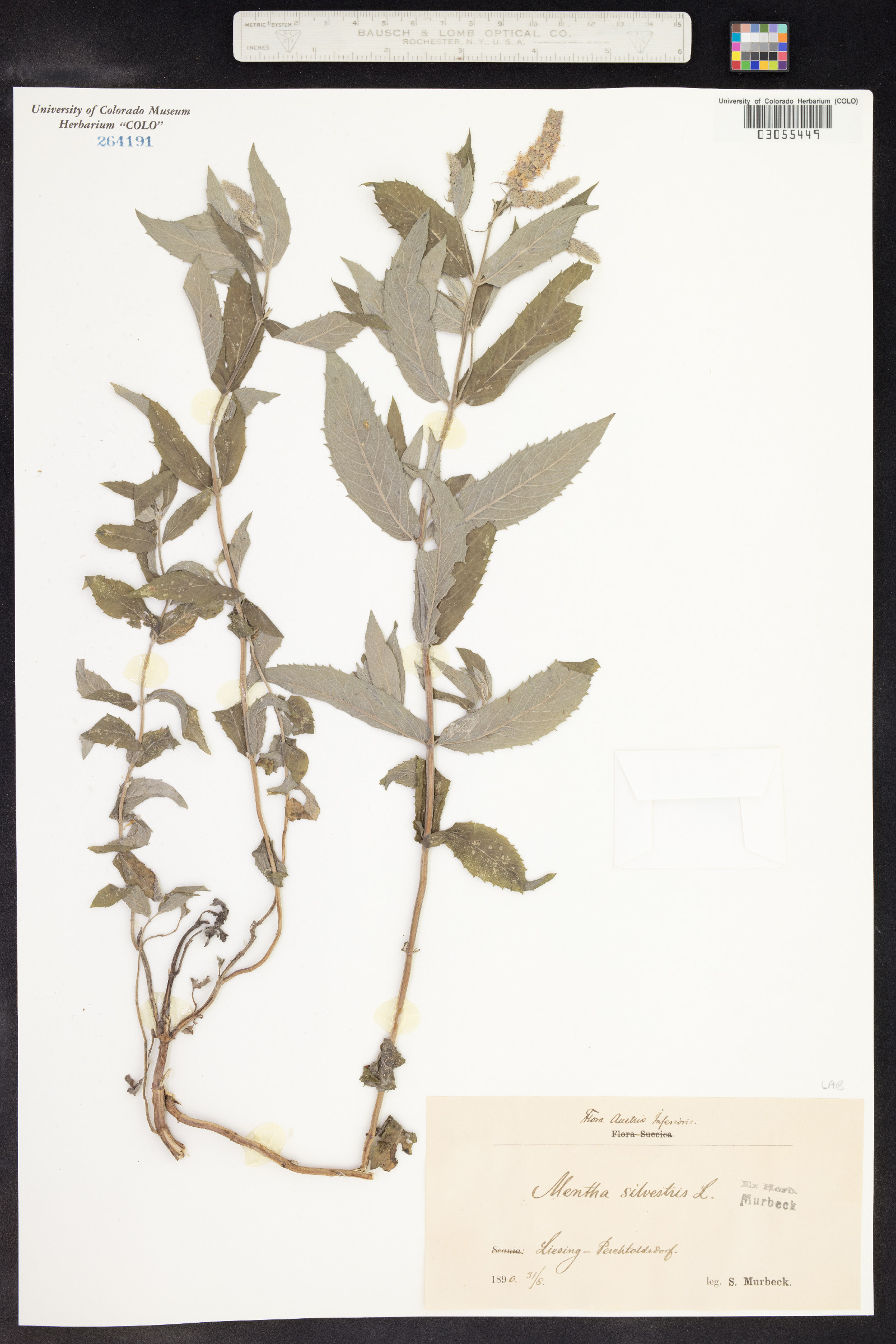 Mentha spicata image