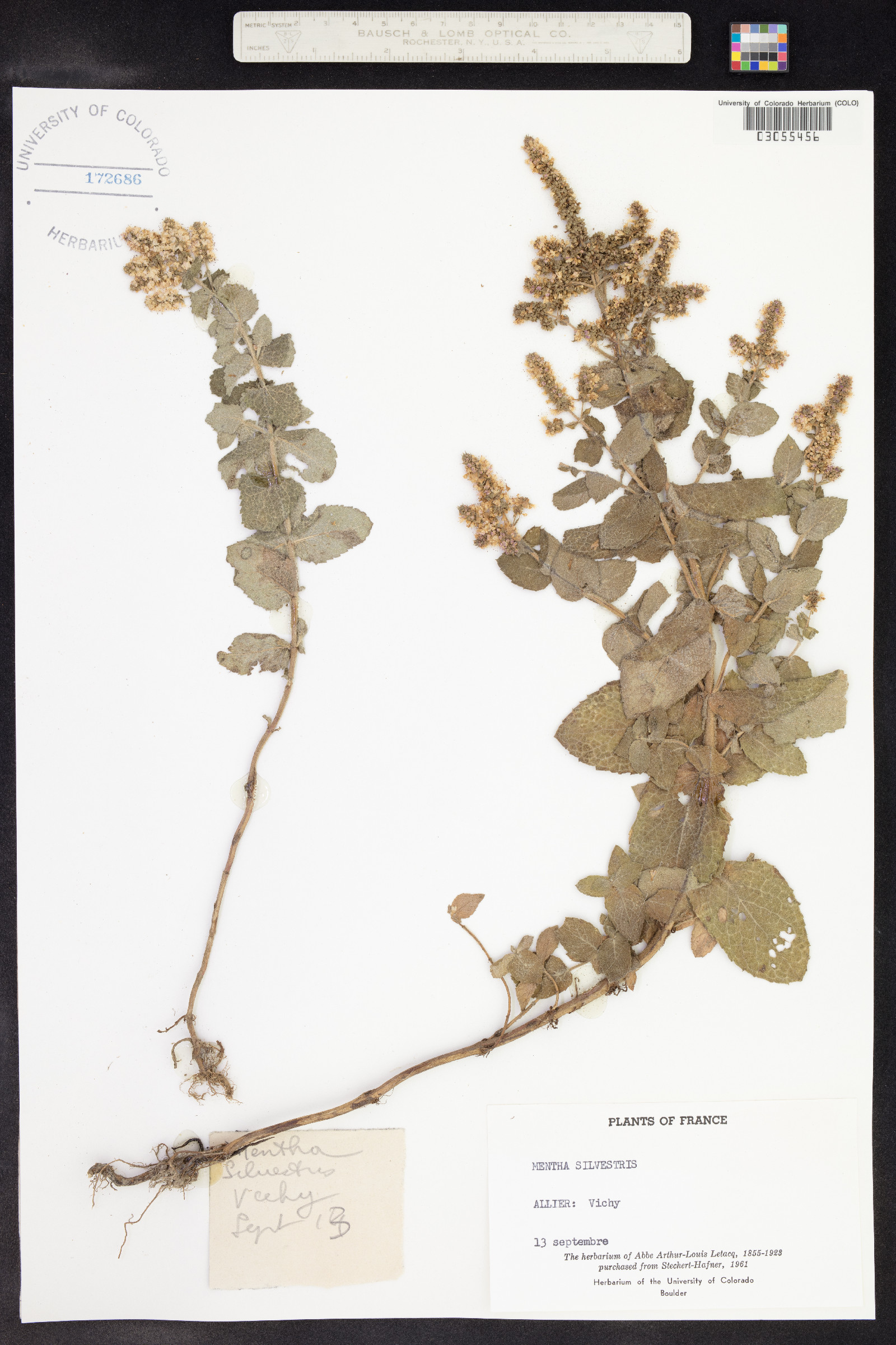 Mentha spicata image