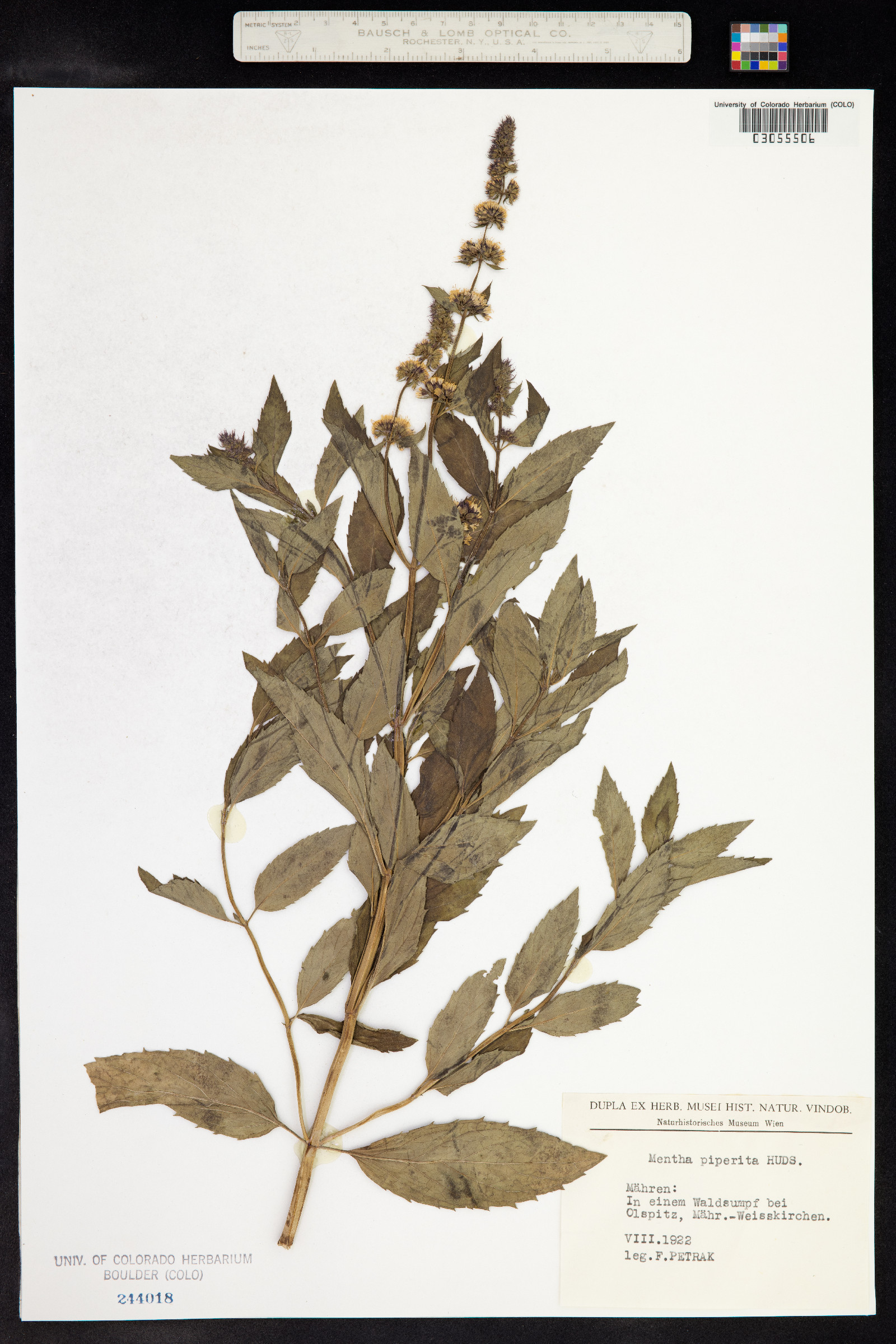 Mentha piperita image
