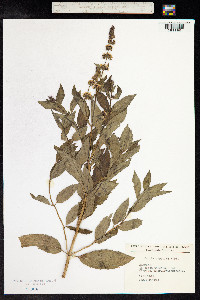 Mentha piperita image