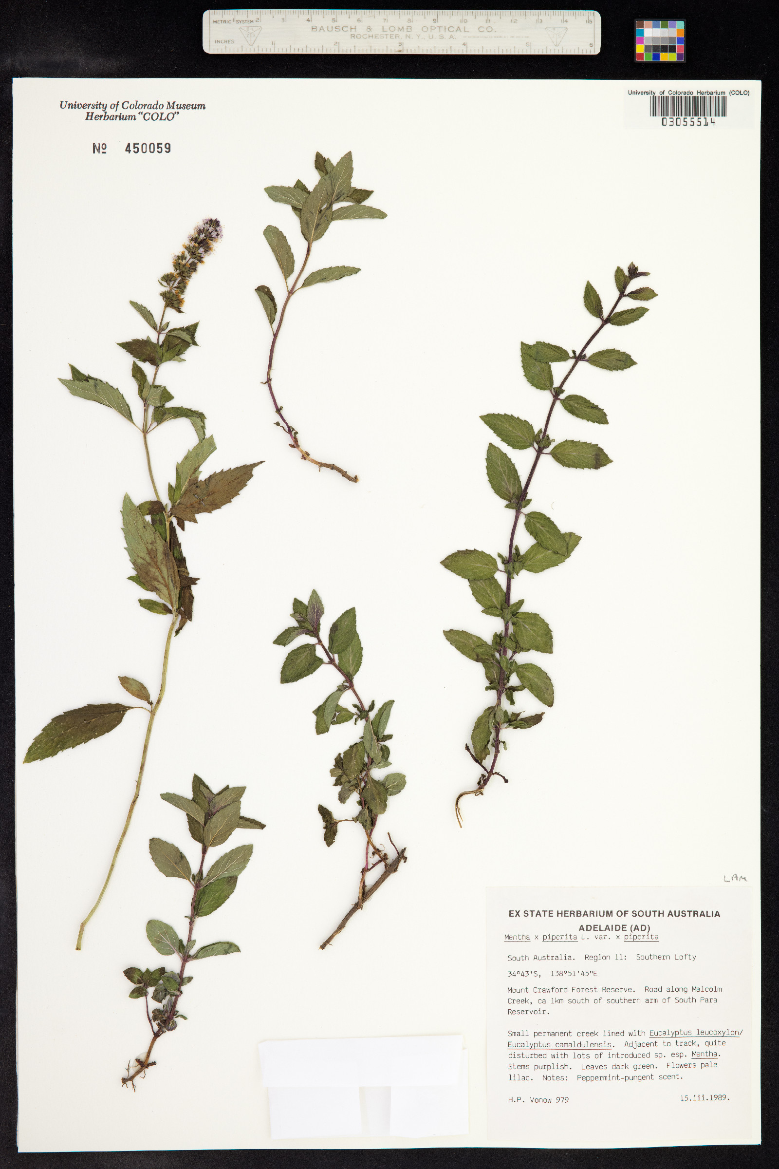 Mentha piperita image