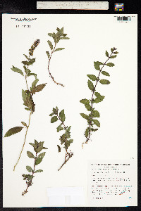 Mentha piperita image