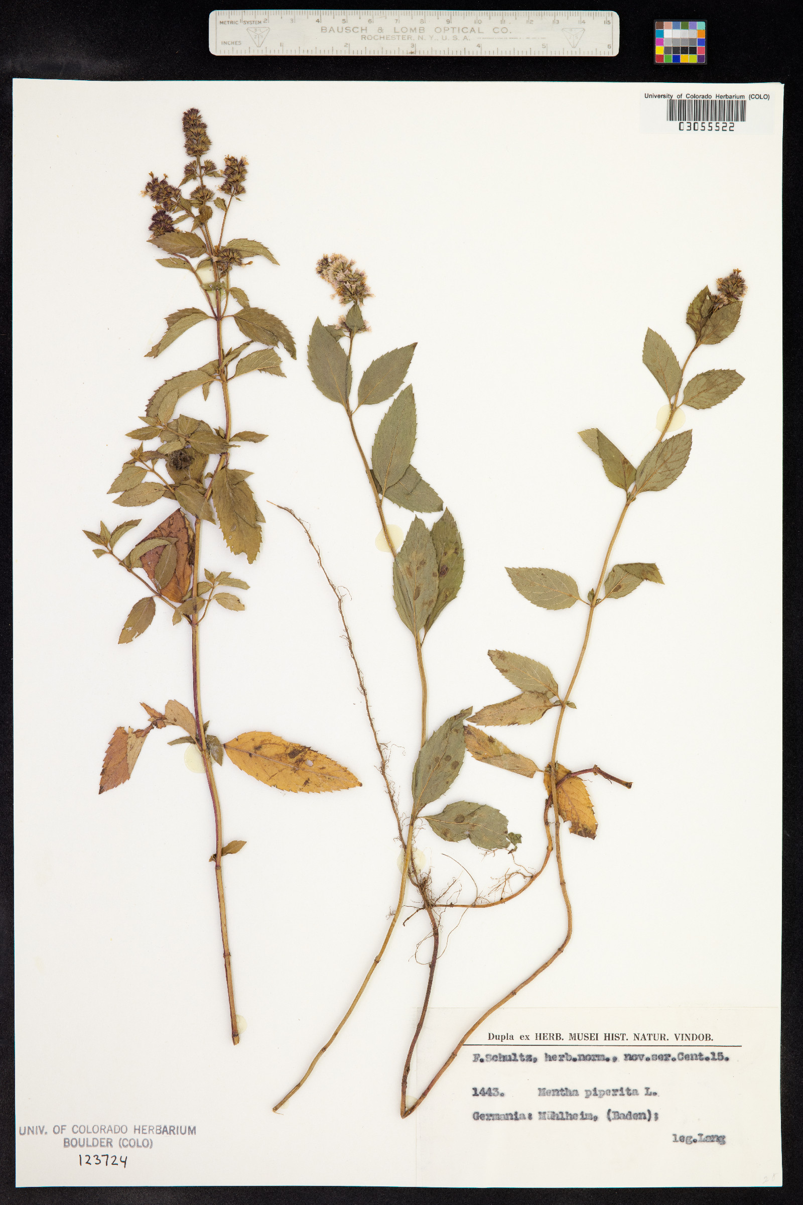 Mentha image