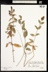 Mentha piperita image