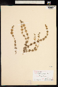 Mentha pulegium image