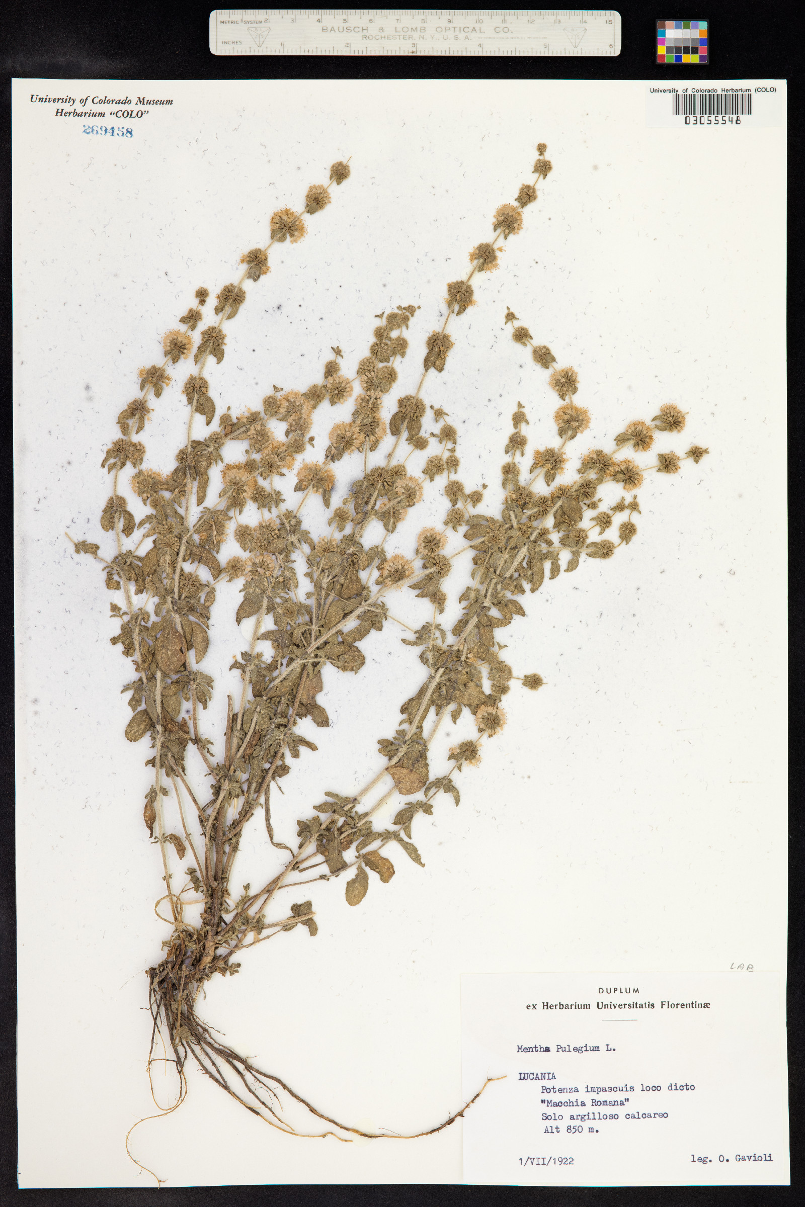 Mentha pulegium image