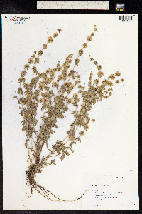 Mentha pulegium image