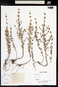 Mentha pulegium image