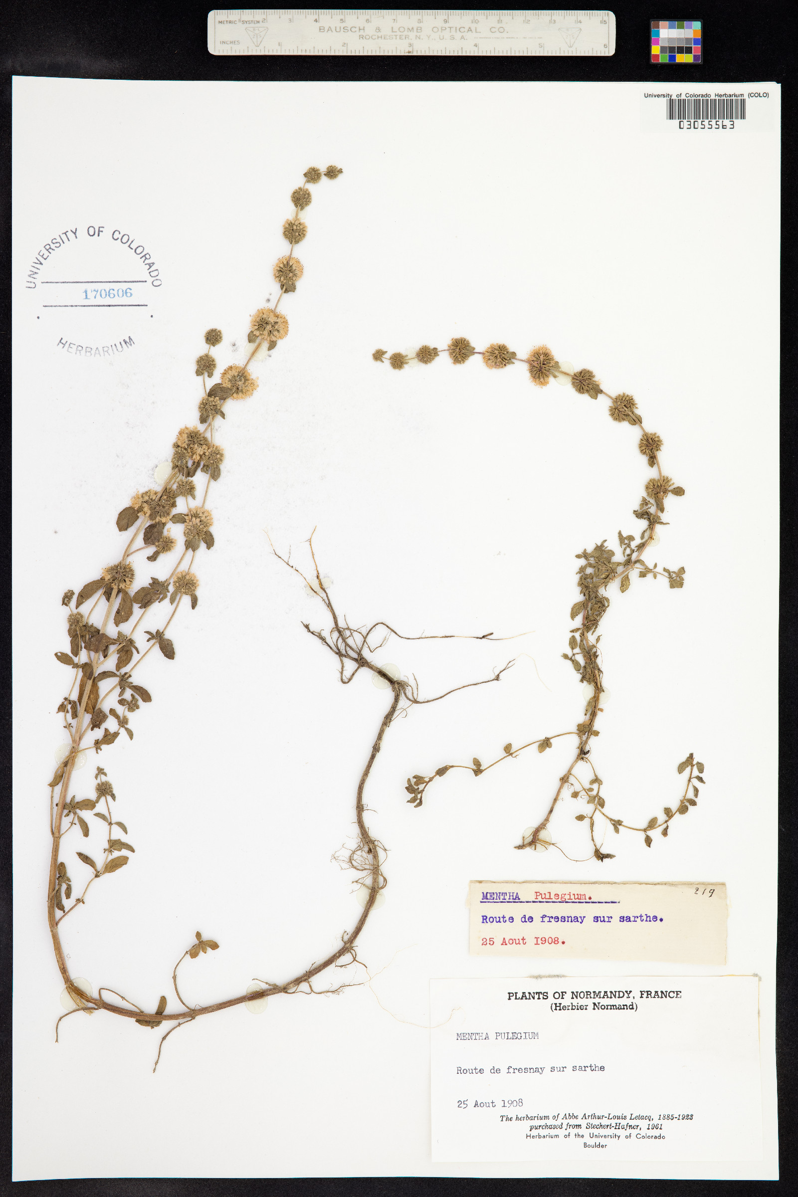 Mentha pulegium image