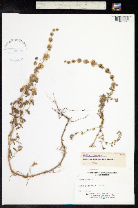 Mentha pulegium image