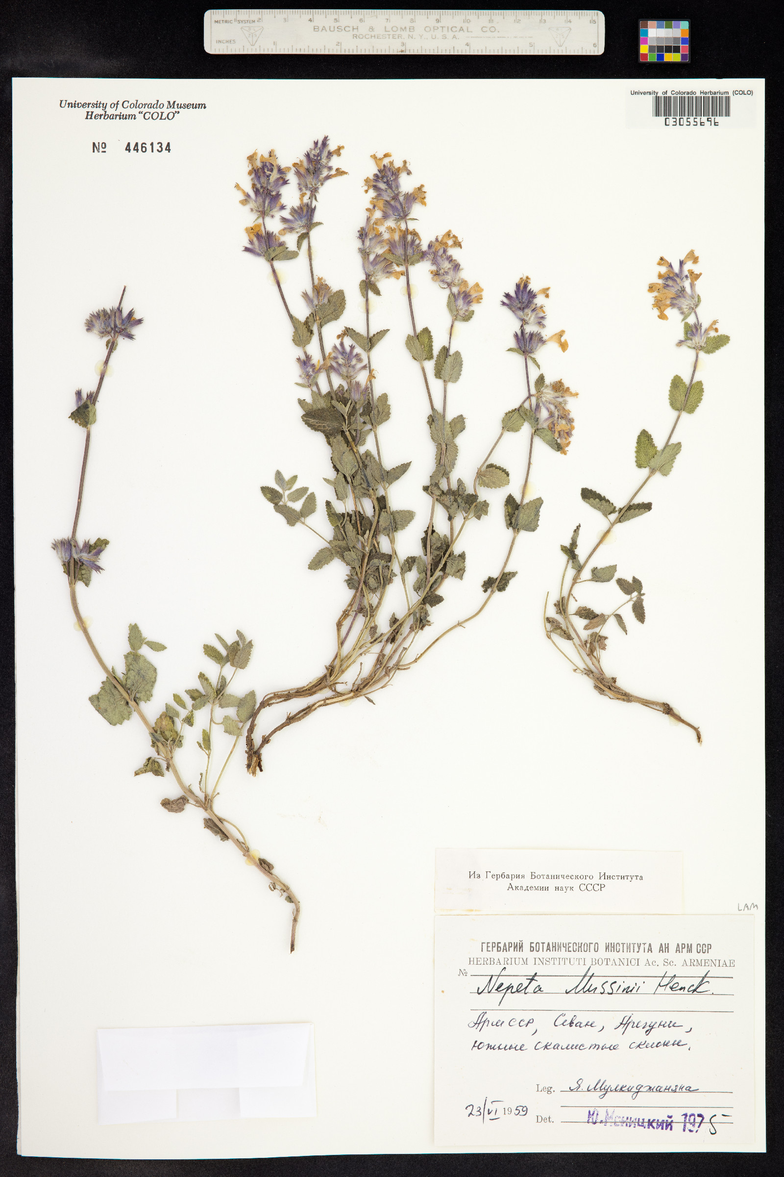 Nepeta racemosa image
