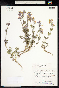 Nepeta racemosa image