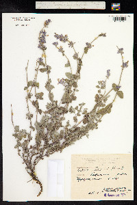 Nepeta racemosa image