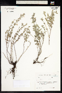 Nepeta racemosa image