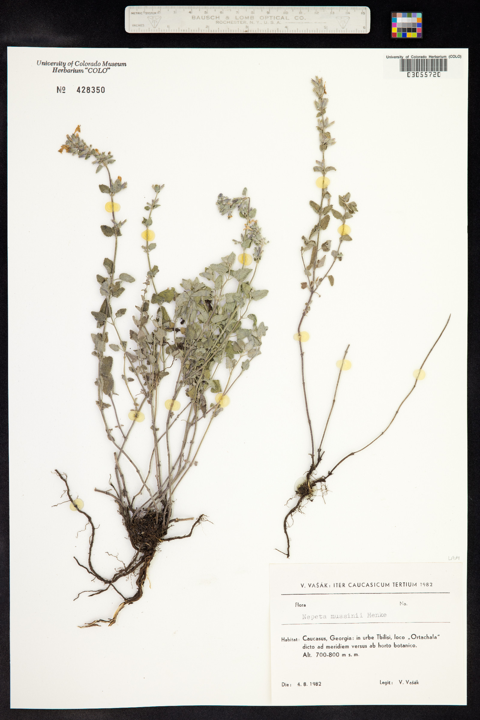 Nepeta racemosa image