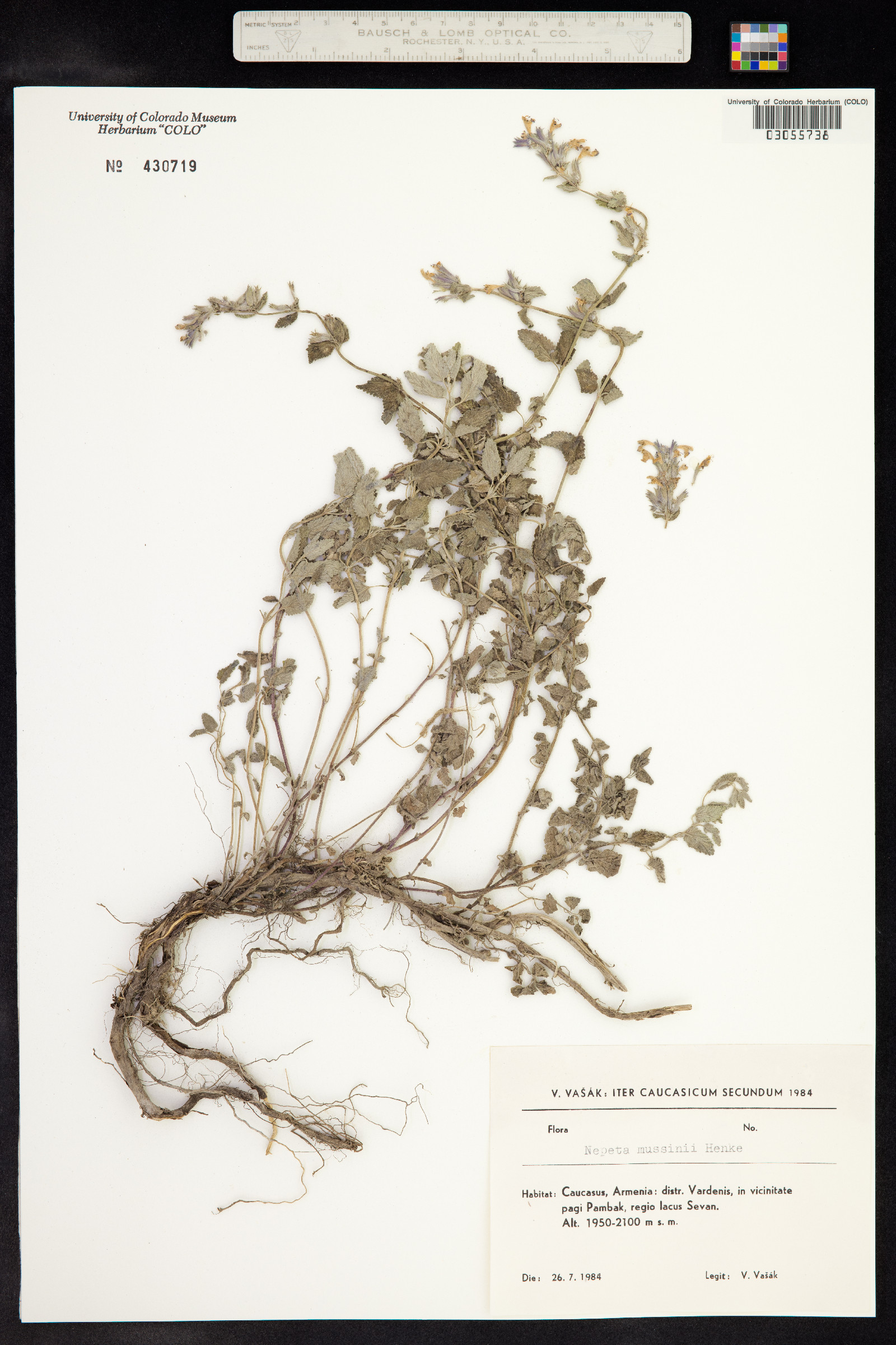 Nepeta racemosa image