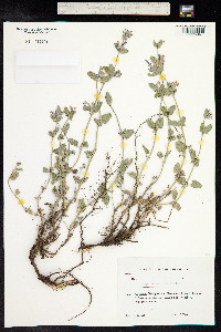 Nepeta racemosa image