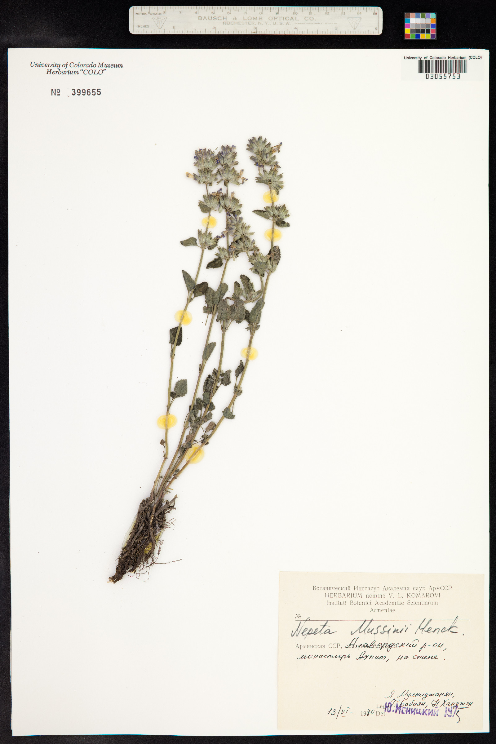 Nepeta racemosa image