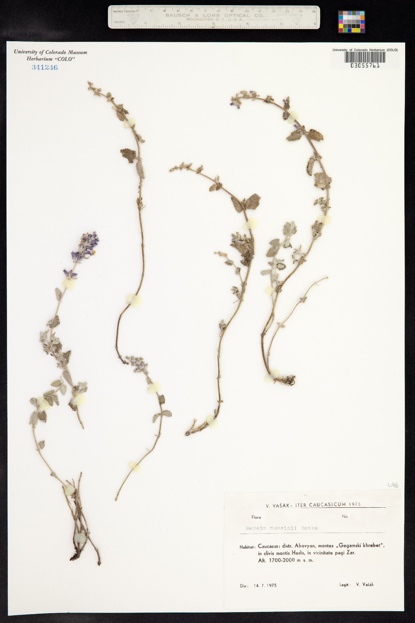 Nepeta racemosa image