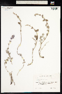 Nepeta racemosa image