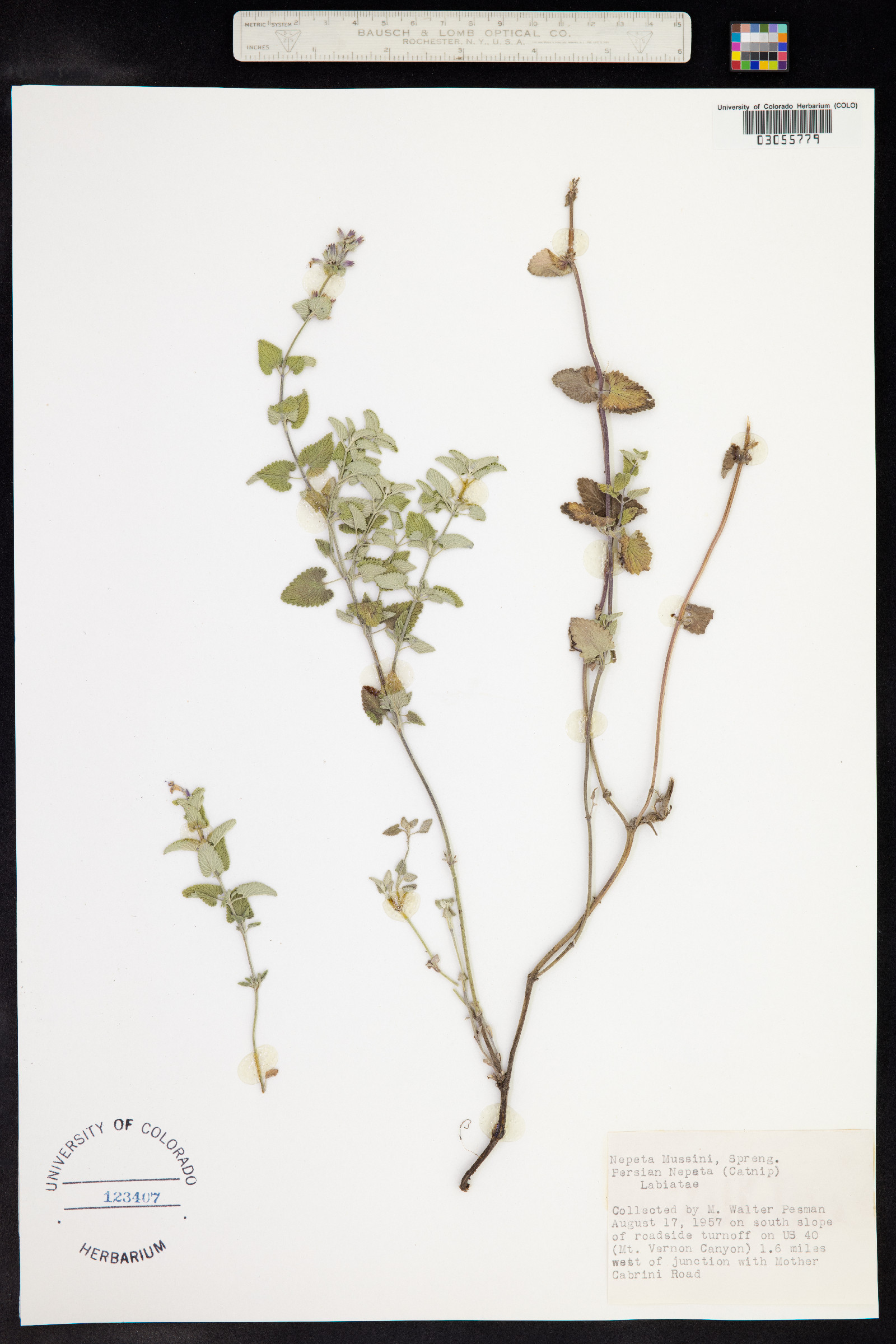 Nepeta racemosa image
