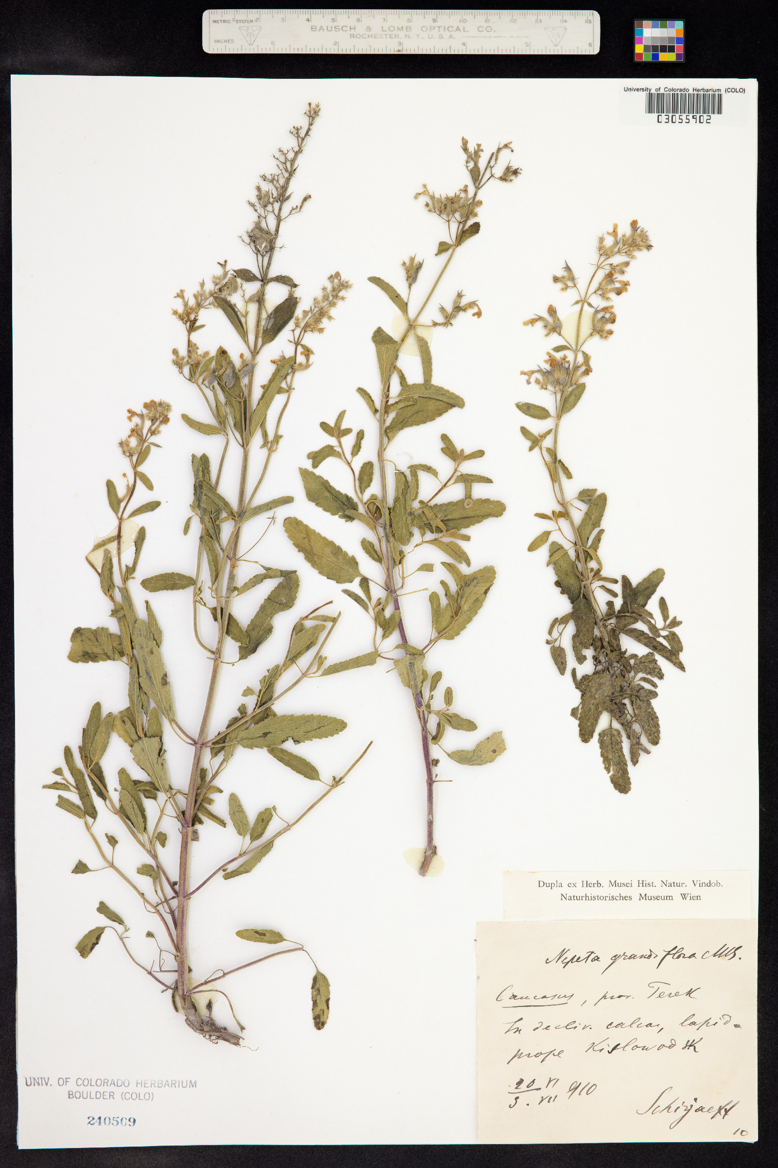 Nepeta grandiflora image