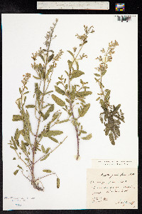 Nepeta grandiflora image